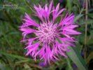 Centaurea napifolia L. (15).jpg