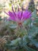 Centaurea spherocephala i 4.jpg