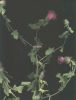 Centaurea spherocephala.jpg