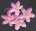 Centaurium erythraea fiore1.jpg