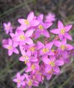 Centaurium_erythraea_036.jpg