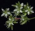 Cerastium olosteoides fiori 2.jpg