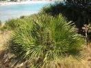 Chamaerops humilis i.jpg