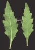 Chenopodium ambrosioides (2).jpg