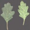 Chenopodium botrys 1 (1)~0.jpg