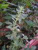 Chenopodium botrys L. Farinello botri (1)~0.jpg