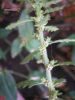 Chenopodium botrys L. Farinello botri (2).jpg