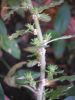 Chenopodium botrys L. Farinello botri.jpg