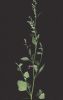 Chenopodium opulifolium 001 (1).jpg