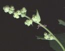 Chenopodium opulifolium 001 (2).jpg