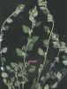 Chenopodium vulvaria s.jpg
