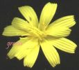 Chondrilla juncea fiore 2.jpg