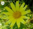 Chrysanthemum coronarium 3.jpg