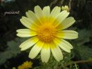 Chrysanthemum coronarium var. discolor (12).jpg