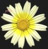 Chrysanthemum coronarium var.jpg