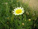 Chrysanthemum coronarium var~0.jpg