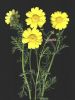 Chrysanthemum coronarium.jpg