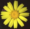 Chrysanthemum coronarium~0.jpg