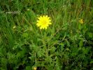 Chrysanthemum segetum q (7)~0.jpg