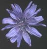 Cichorium intybus fiore d.jpg