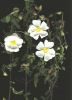 Cistus salvifolius 002.jpg