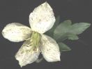 Clematis cirrhosa fiore5.jpg