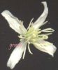 Clematis flammula fiore~0.jpg