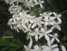 Clematis flammula p ok~0.jpg