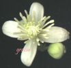 Clematis vitalba.jpg