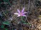 Colchicum cupani (10)~0.JPG