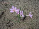 Colchicum cupani (2)c.JPG