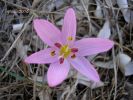 Colchicum cupani 1 (1).jpg