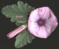 Convolvulus altaeoides.jpg