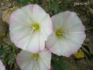 Convolvulus arvensis w (1).jpg