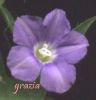 Convolvulus siculus b.jpg