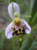 Copia di Ophrys apifera g (2)~0.jpg