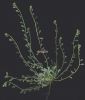 Corrigiola telephiifolia 1 (1).jpg