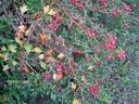 Crataegus_monogyna_2B_281529.jpg