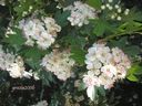 Crataegus_monogyna_2B_28529.jpg