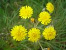 Crepis vesicaria Su tidibi (2).jpg