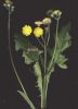 Crepis vesicaria.jpg