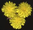 Crepis vesicaria~0.jpg