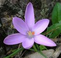 Crocus_minimus_x_28629.jpg