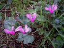 Cyclamen repandum Arc 14 (11).jpg