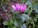 Cyclamen repandum Arc 14.jpg