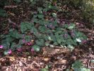 Cyclamen repandum aaa (2).jpg