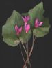 Cyclamen repandum.jpg