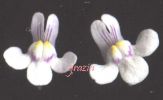Cymbalaria muralis fiori 1.jpg