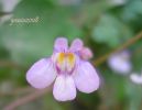 Cymbalaria muralis y.jpg