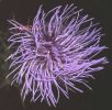 Cynara cardunculus fiore.jpg